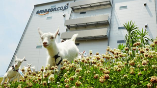 Amazon Japan Has Doubled Its Goats